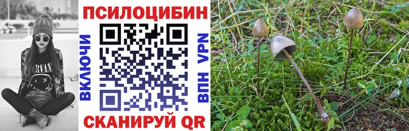 купить  цена  Вольск  Псилоцибиновые грибы Magic Shrooms 
